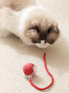 Pawby SmartBall